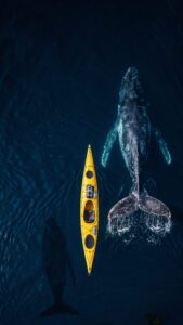 Aerial view of a bright yellow kayak floating right next to a massive humpback whale swimming in deep, dark blue ocean water.