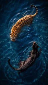 Top-down view of a tiger and a black panther swimming together through deep, dark blue water.