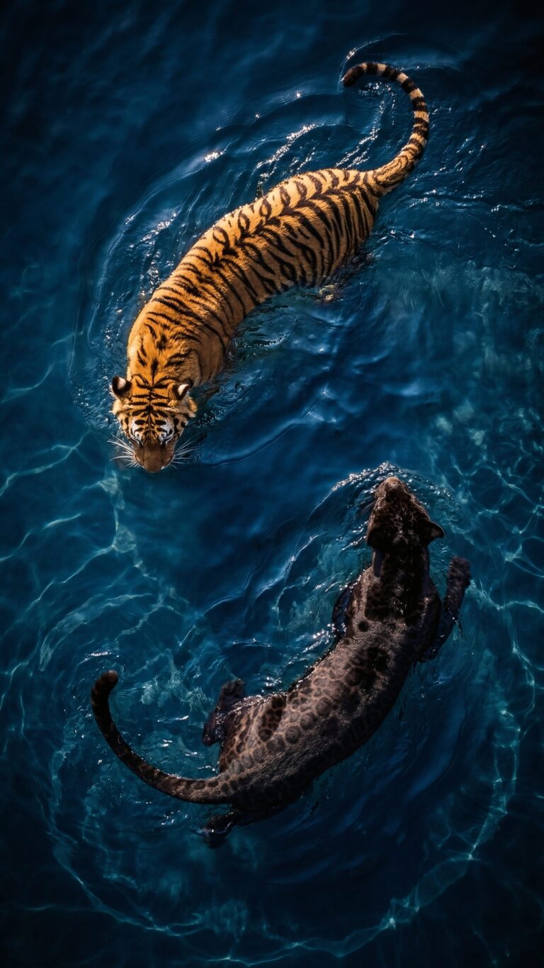 Top-down view of a tiger and a black panther swimming together through deep, dark blue water.