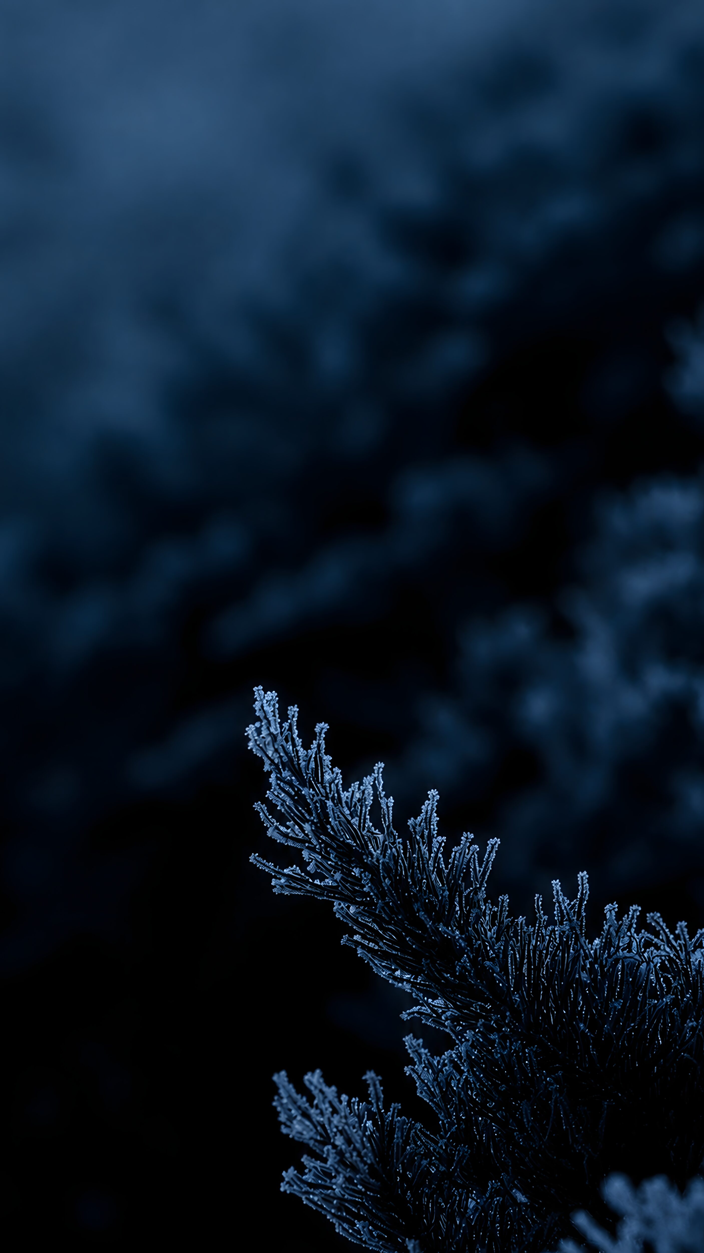 Close-up of frosted pine needles in deep blue tones against a dark, blurred background